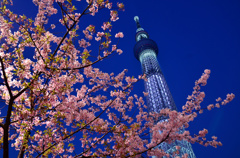 河津桜とスカイツリー