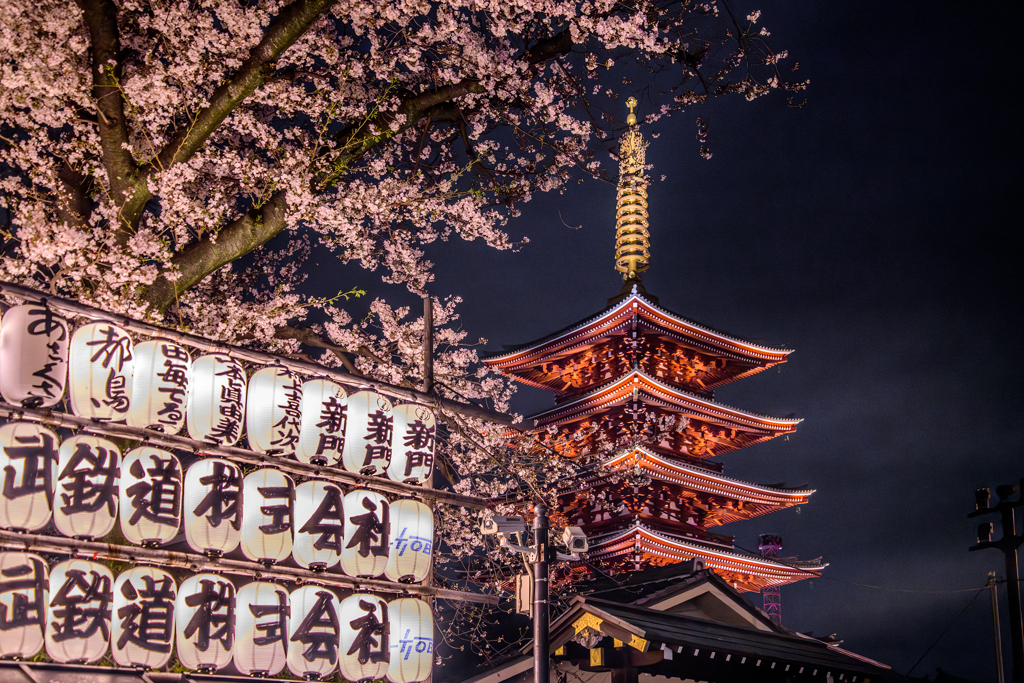 浅草寺の五重塔と夜桜