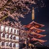 浅草寺の五重塔と夜桜