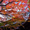 真如堂の逆光紅葉2