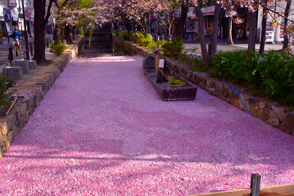 桜ロード