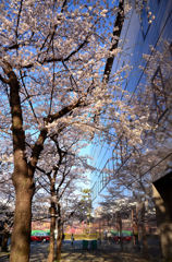 鏡映しの桜並木