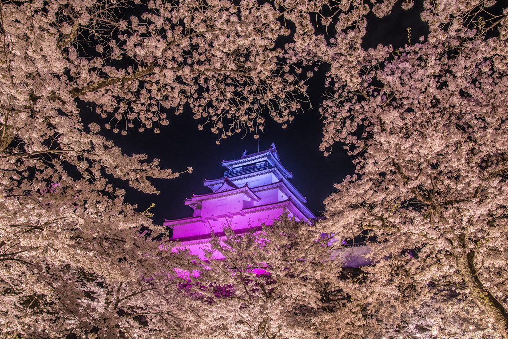 鶴ヶ城の夜桜(速報版)
