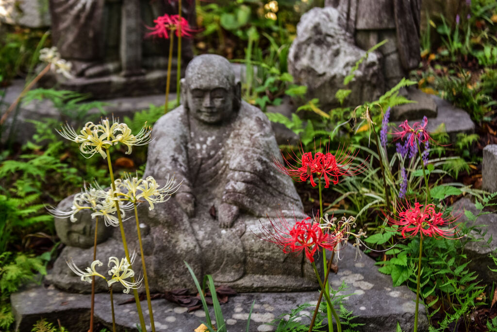 常泉寺の彼岸花