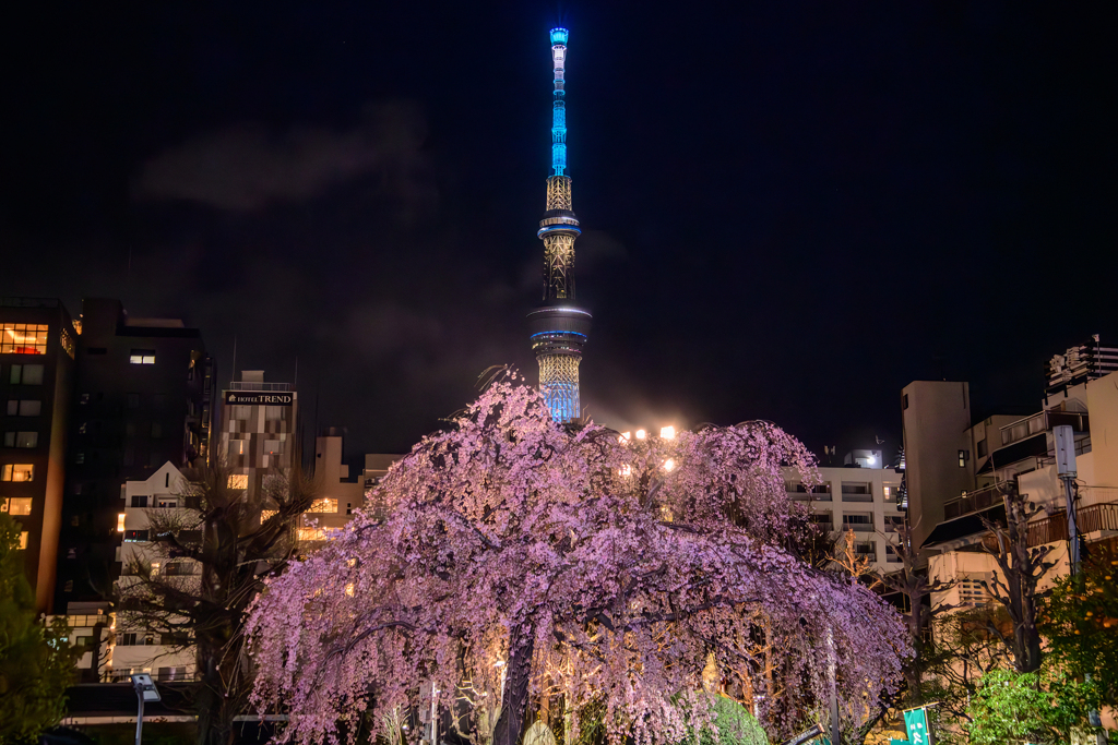 浅草寺のしだれ桜