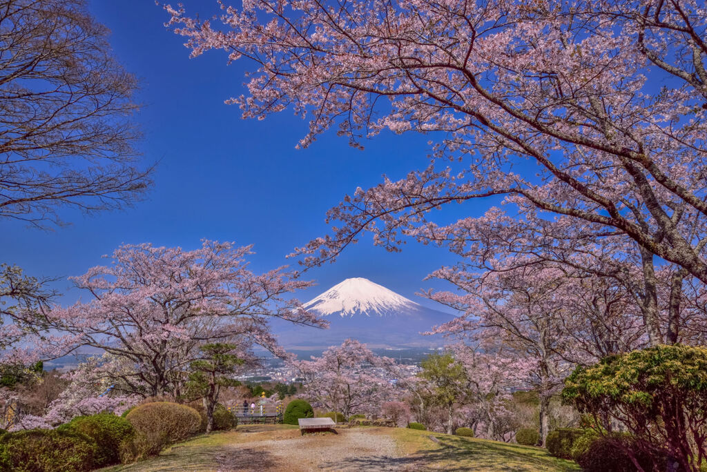 富士平和公園の桜