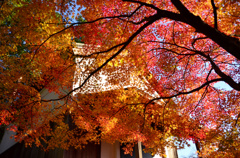 神護寺宝蔵の逆光紅葉