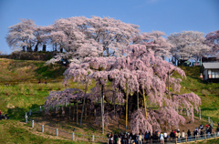 大賑わいの滝桜