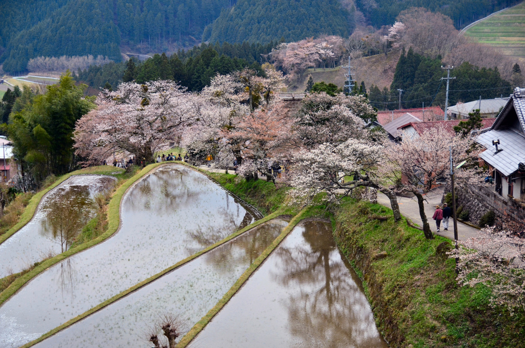 三多気の桜