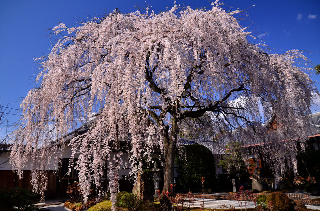 本満寺しだれ桜