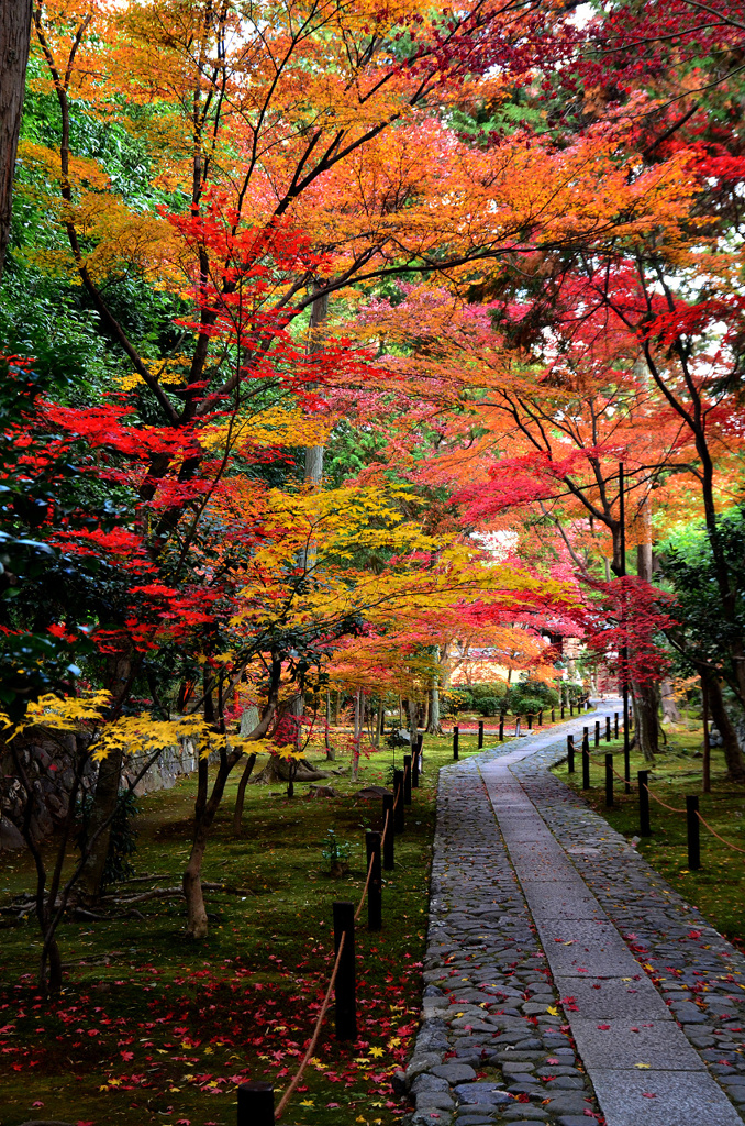 鹿王院参道2