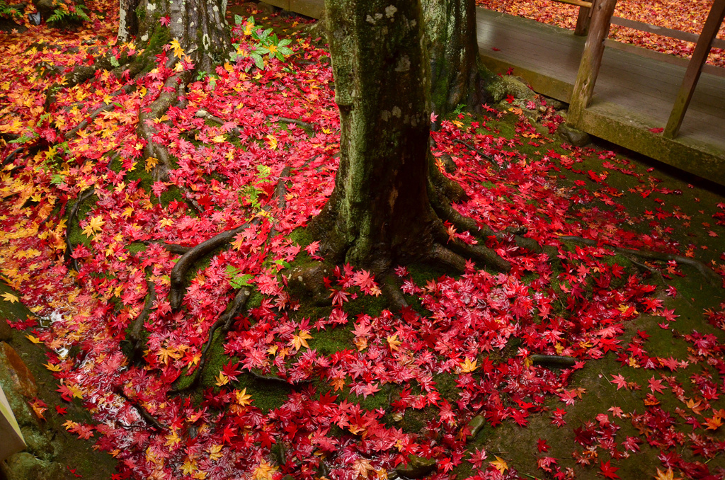 高桐院の散紅葉