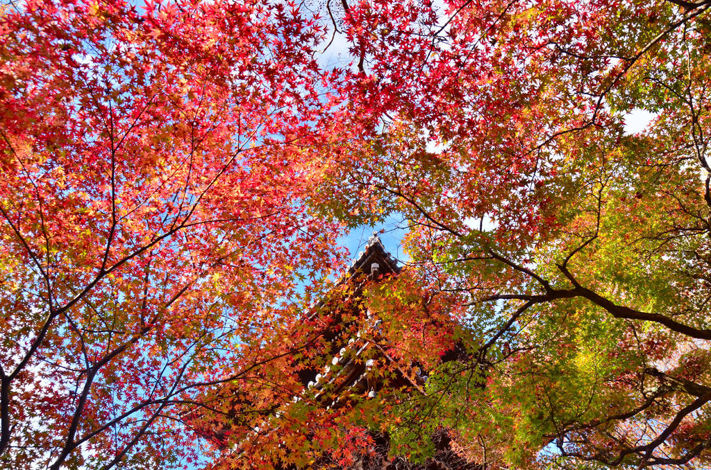 真如堂 紅葉天井