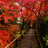 光悦寺紅葉参道