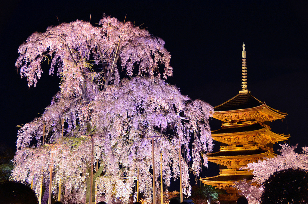 東寺ライトアップ