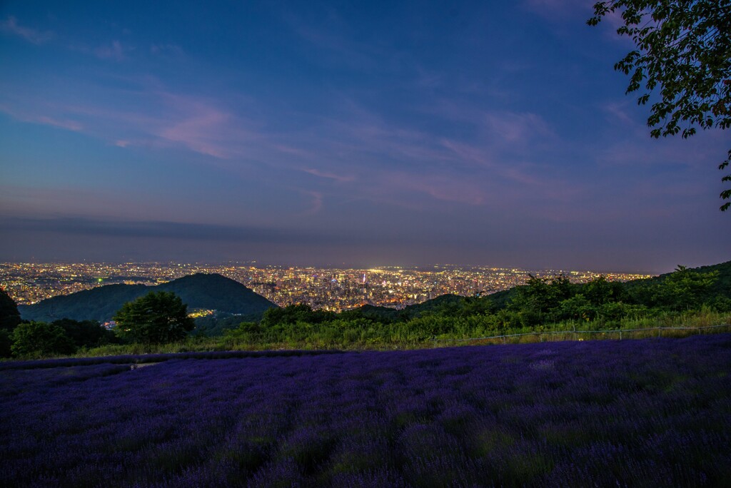 夜景とラベンダー