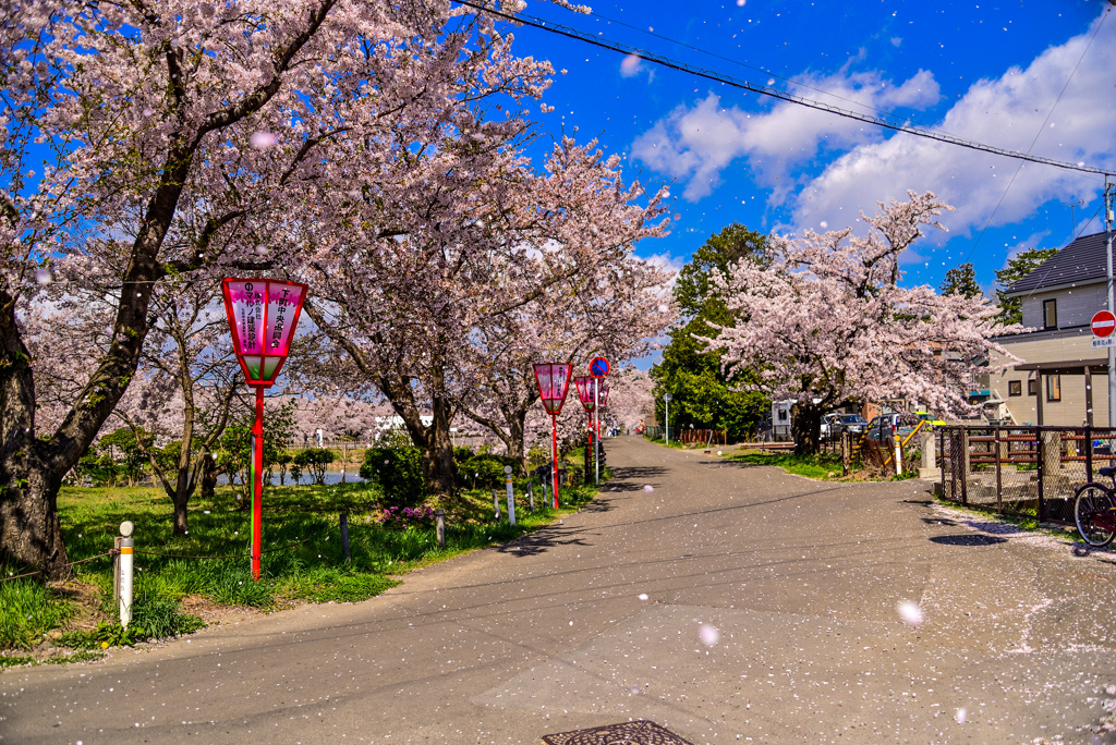 桜吹雪撮影は難しい