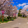 桜吹雪撮影は難しい