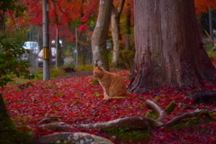 毘沙門堂の猫