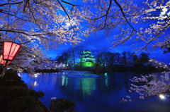 高田の夜桜