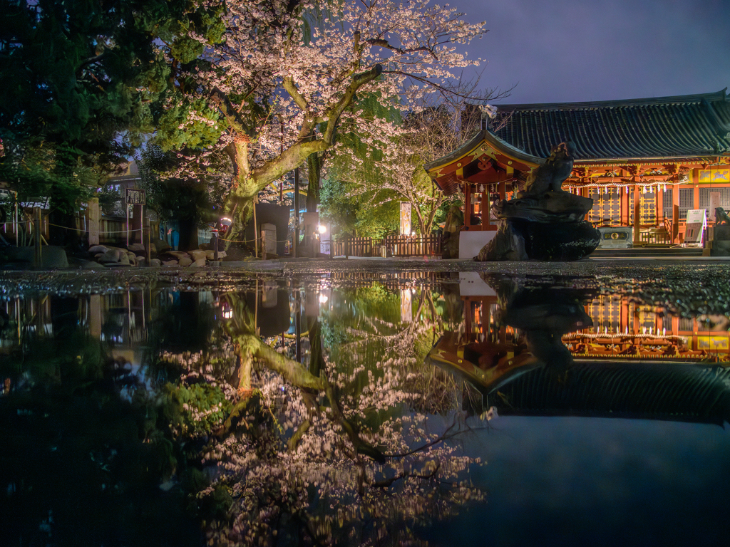 浅草神社のみずたまりリフレクション