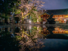 浅草神社のみずたまりリフレクション