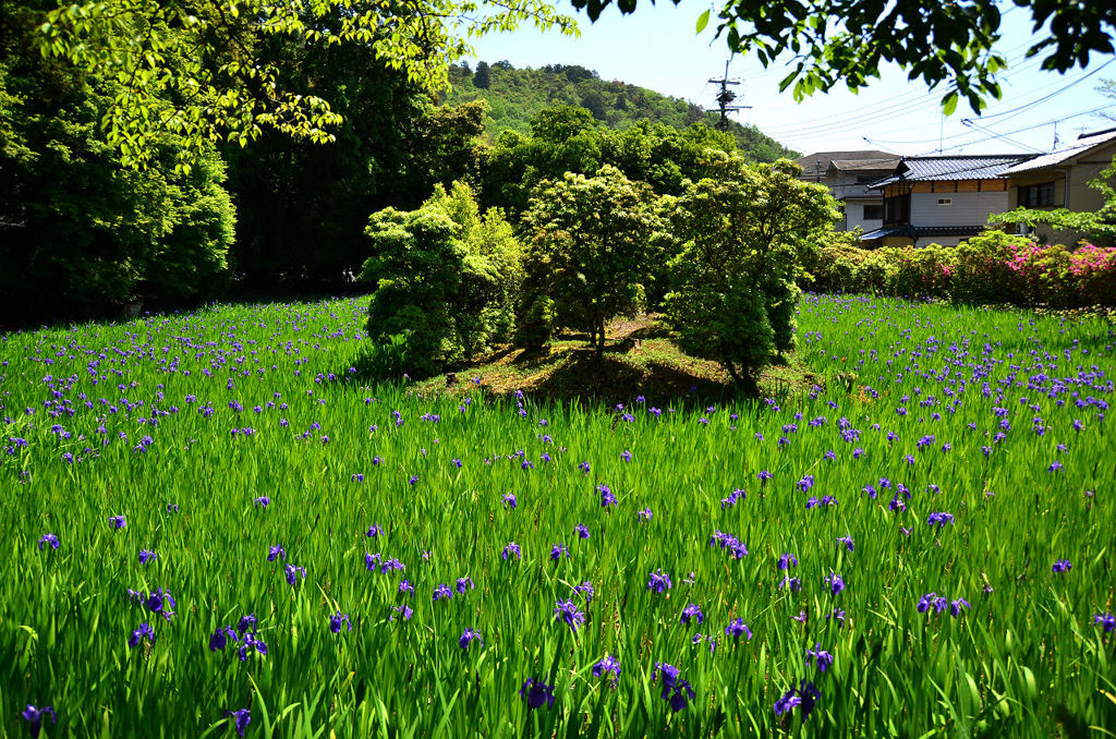 大田神社の杜若