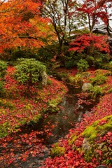 宝厳院の散紅葉