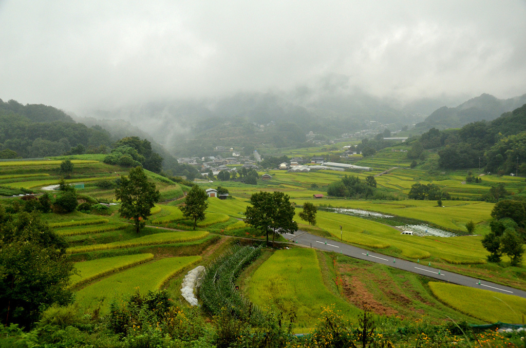 雨に煙る棚田