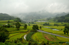 雨に煙る棚田