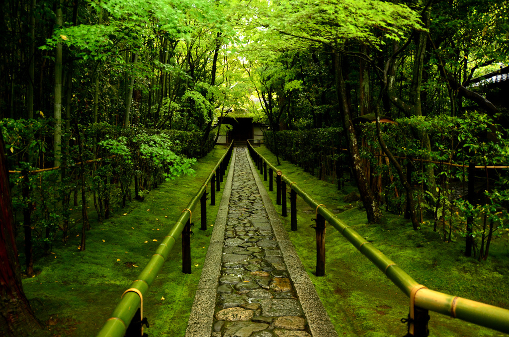 新緑の参道