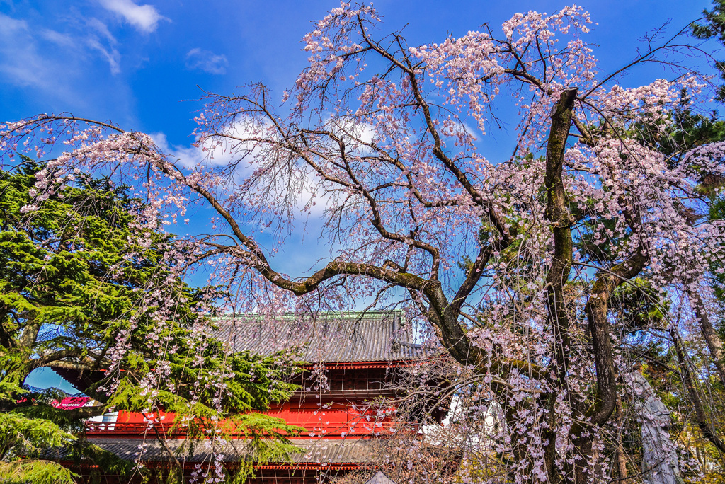 増上寺のしだれ桜