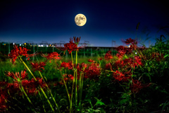 月夜の曼珠沙華