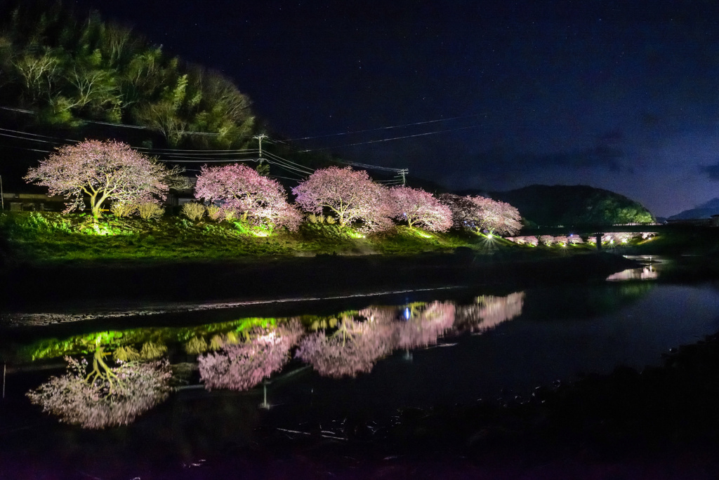 みなみの桜と菜の花まつり3