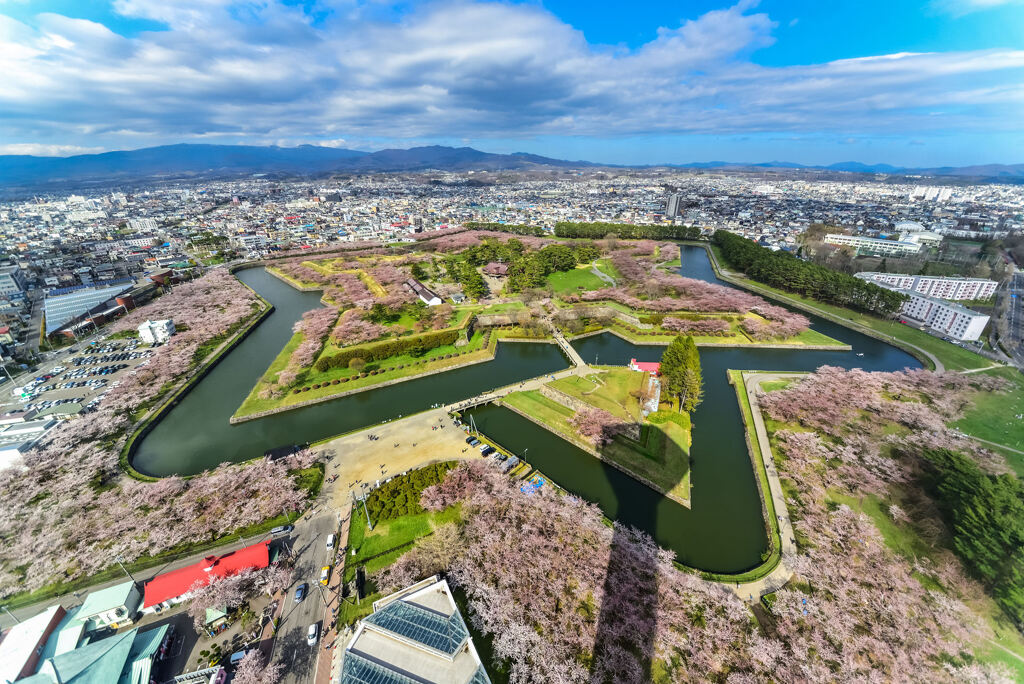 五稜郭の桜