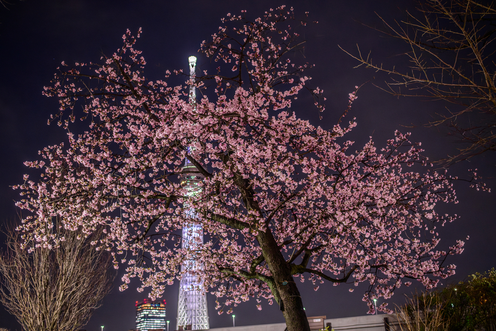 隅田公園の大寒桜