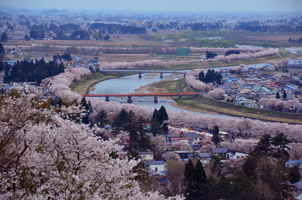 桧木内川堤の桜