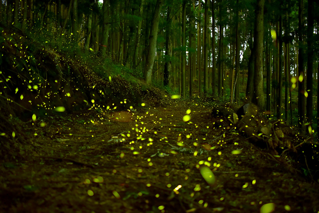 静岡県の林道2