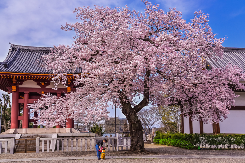 母と子と桜の木