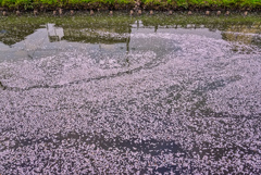 元荒川の花筏