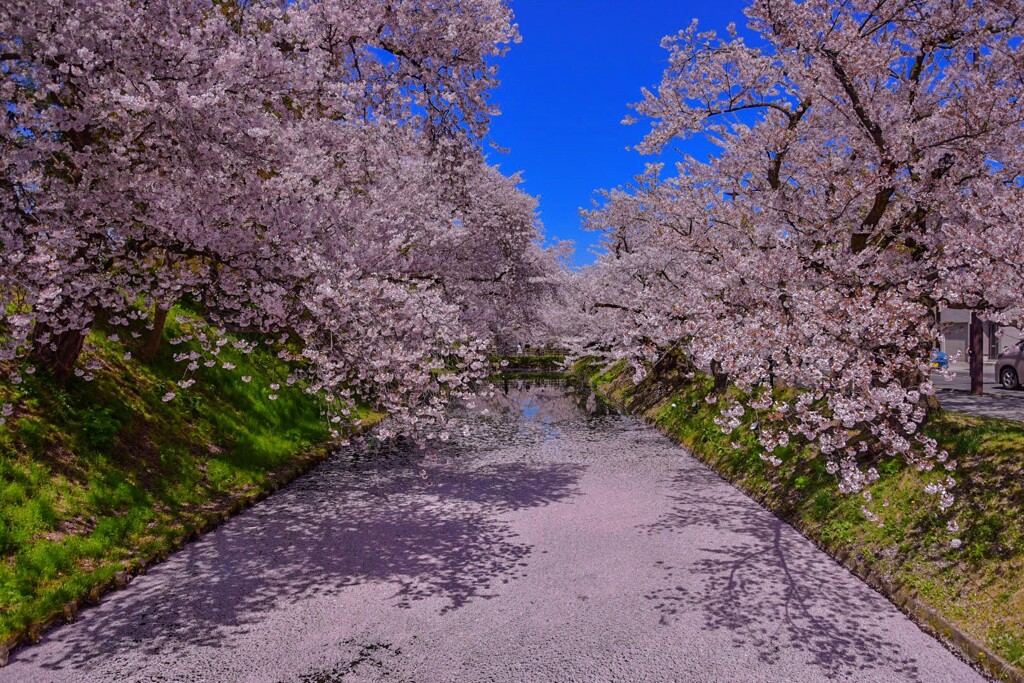 弘前公園の花筏