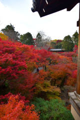 東福寺通天橋