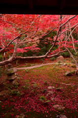 厭離庵の散紅葉