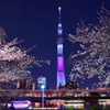 隅田川夜桜4