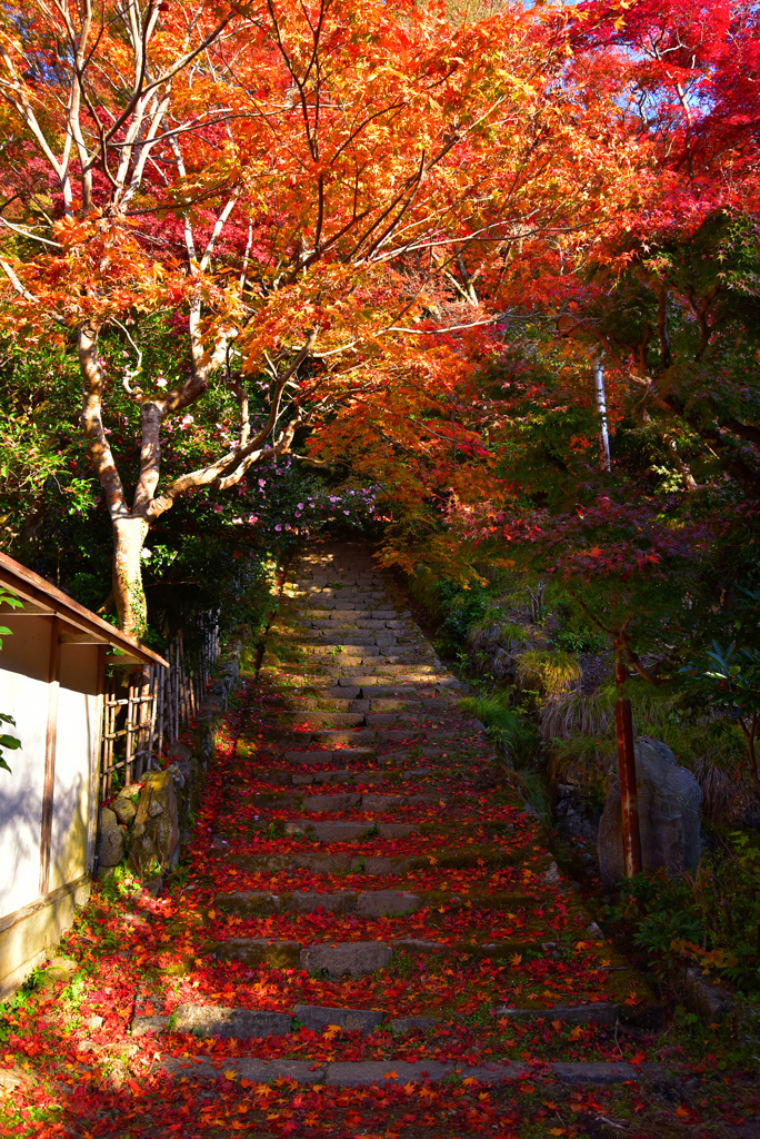 紅葉階段