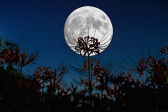 月夜の曼殊沙華(合成)