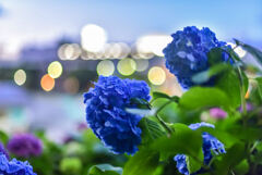 黄昏時の紫陽花