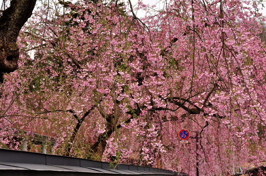 武家屋敷枝垂れ桜