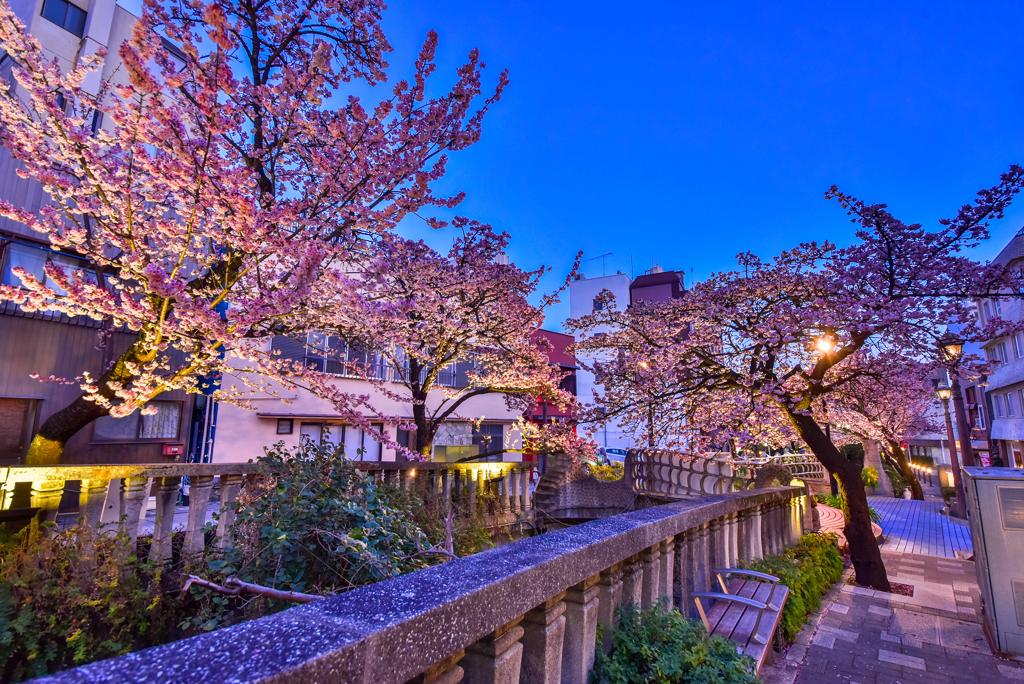 熱海桜