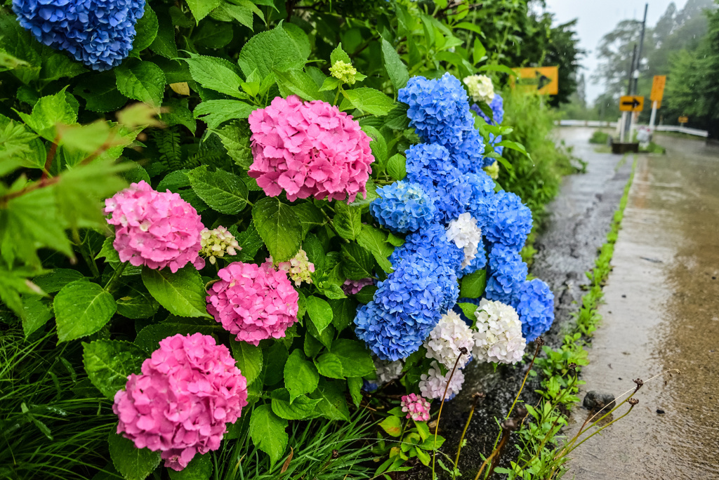 雨の日の三色紫陽花